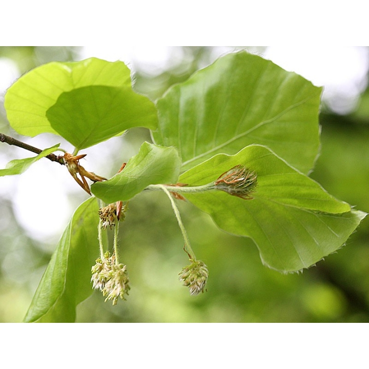 Beech Healing Herbs 10 ml (Hêtre) Healing Herbs 2 - mesfleursdebach.com 