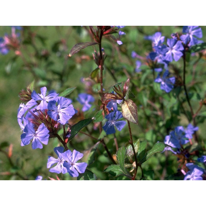 Cerato Healing Herbs 10 ml (Plumbago) Healing Herbs 2 - mesfleursdebach.com 