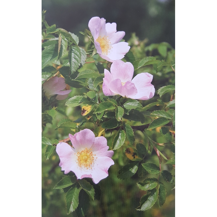 Les Fleurs de Bach authentiques de Mechthild Scheffer Mes Fleurs de BACH 9 - mesfleursdebach.com 