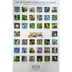 Poster : Les 38 Fleurs du Dr Edward BACH  par DEVA