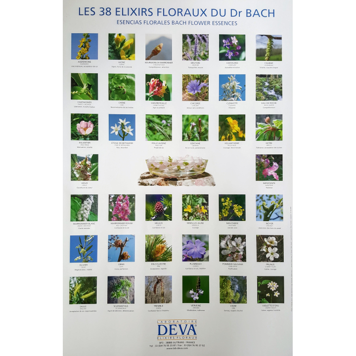 Poster : Les 38 Fleurs du Dr Edward BACH - Laboratoire Deva - 54*35cm Mes Fleurs de BACH 1 - mesfleursdebach.com 