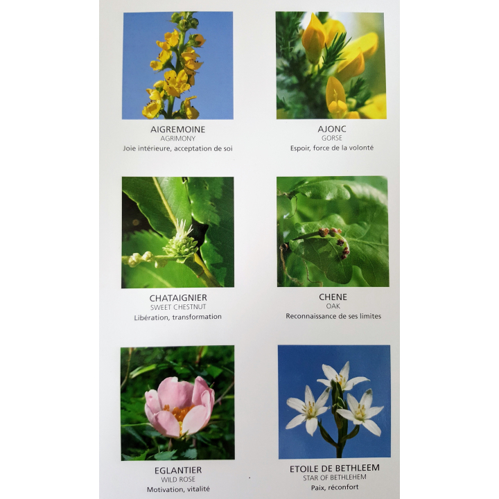 Poster : Les 38 Fleurs du Dr Edward BACH - Laboratoire Deva - 54*35cm Mes Fleurs de BACH 3 - mesfleursdebach.com 