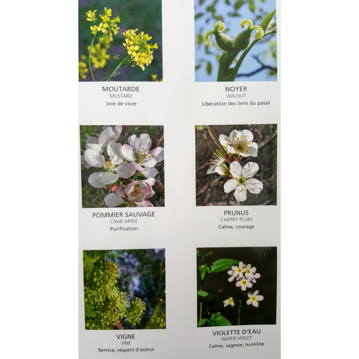 Poster : Les 38 Fleurs du Dr Edward BACH - Laboratoire Deva - 54*35cm Mes Fleurs de BACH 4 - mesfleursdebach.com 