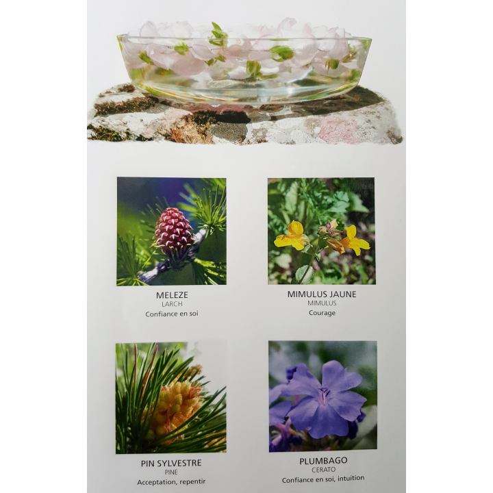 Poster : Les 38 Fleurs du Dr Edward BACH - Laboratoire Deva - 54*35cm Mes Fleurs de BACH 2 - mesfleursdebach.com 