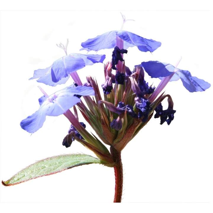 Cerato Healing Herbs 10 ml (Plumbago) Healing Herbs 3 - mesfleursdebach.com 