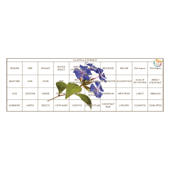 Fleurs de l'Atlas 10 ml sans alcool - Coffret vide Cerato Fleurs de l'Atlas - Sans alcool 5 - mesfleursdebach.com 