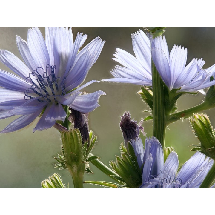 Chicory Healing Herbs 10 ml (Chicorée) Healing Herbs 2 - mesfleursdebach.com 