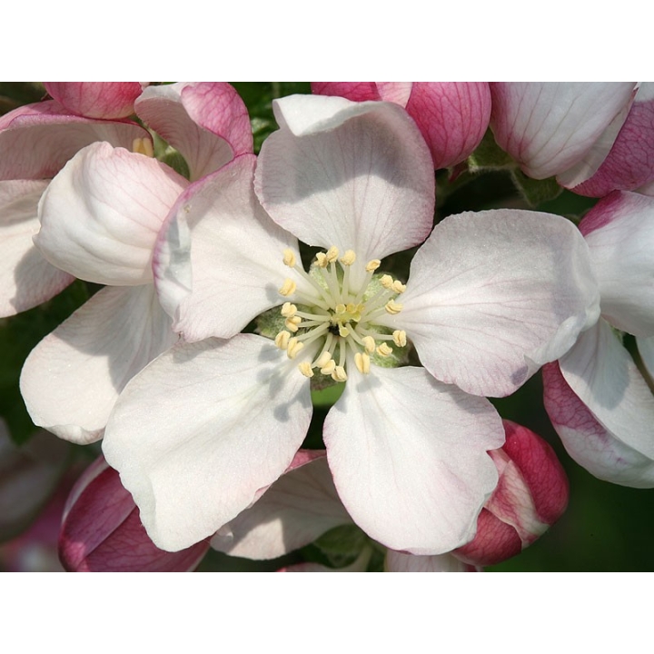 Crab Apple Healing Herbs 10 ml (Pommier Sauvage) Healing Herbs 2 - mesfleursdebach.com 