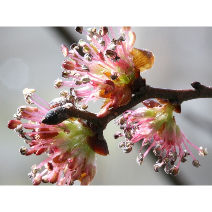 Elm Healing Herbs 10 ml (Orme) Healing Herbs 2 - mesfleursdebach.com 
