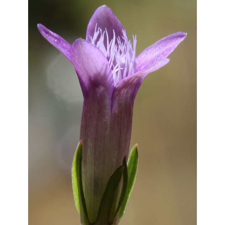 Gentian Healing Herbs 10 ml (Gentiane) Healing Herbs 2 - mesfleursdebach.com 