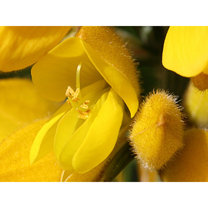 Gorse Healing Herbs 10 ml (Ajonc) Healing Herbs 2 - mesfleursdebach.com 