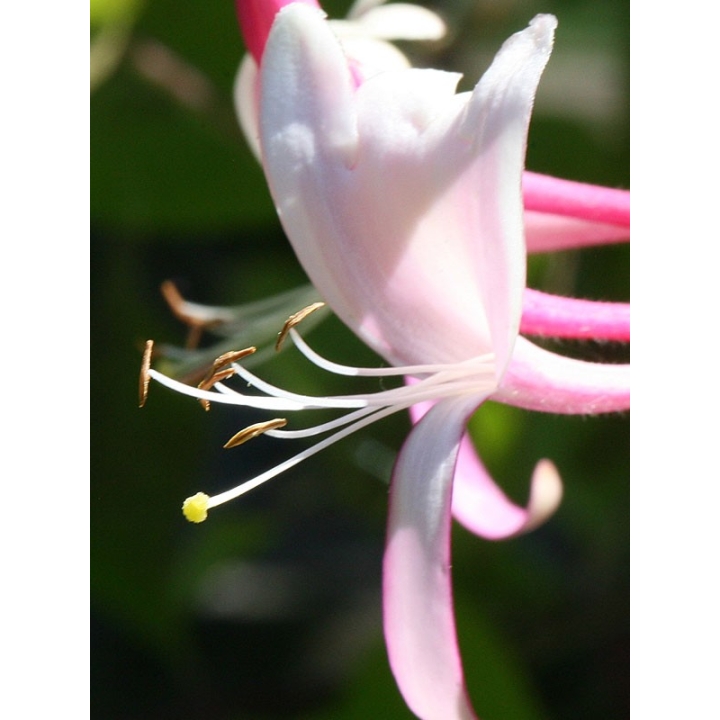 Honeysuckle Healing Herbs 10 ml (Chèvrefeuille) Healing Herbs 2 - mesfleursdebach.com 