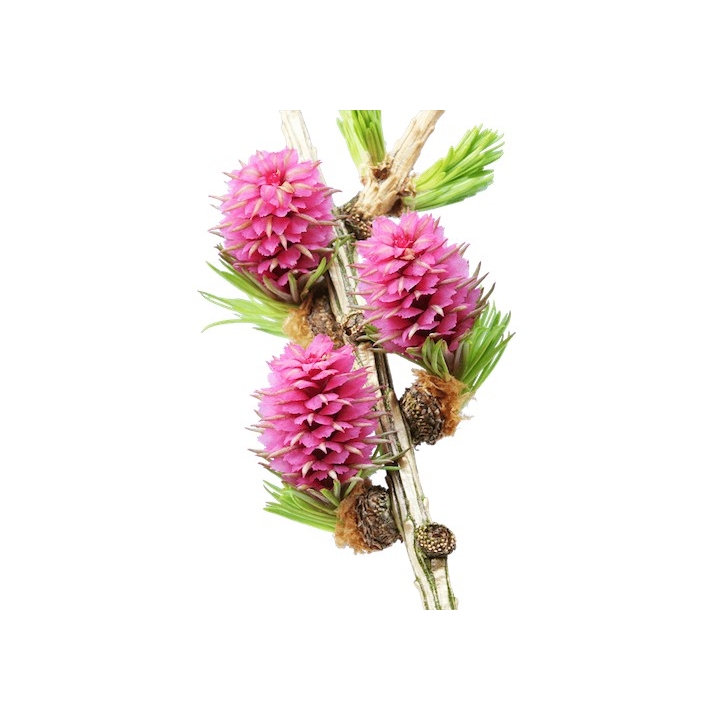 Larch Healing Herbs 10 ml (Mélèze) Healing Herbs 3 - mesfleursdebach.com 