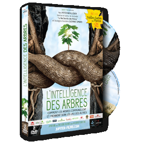 2 DVD L’Intelligence des Arbres