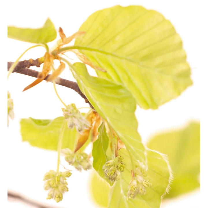 Etiquettes Beech - Planche de 15 Mes Fleurs de BACH 1 - mesfleursdebach.com 