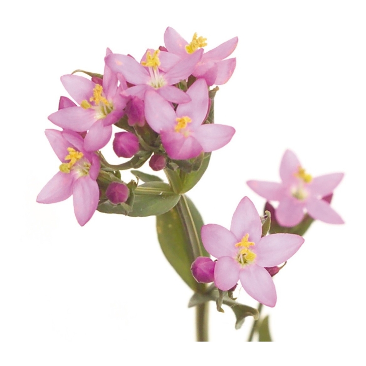 Etiquettes Centaury - Planche de 15 Mes Fleurs de BACH 1 - mesfleursdebach.com 