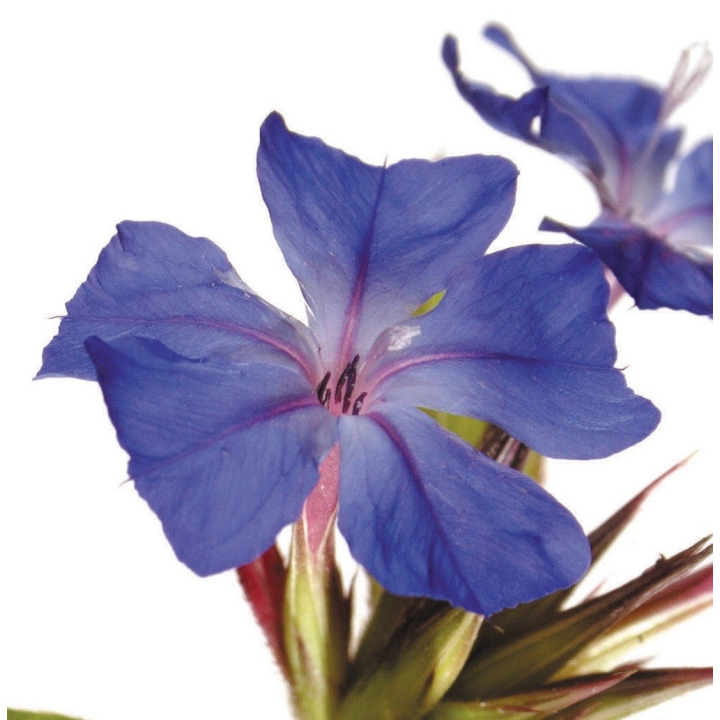 Etiquettes Cerato - Planche de 15 Mes Fleurs de BACH 1 - mesfleursdebach.com 