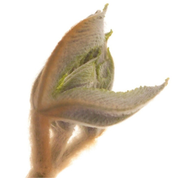Etiquettes Chestnut Bud - Planche de 15 Mes Fleurs de BACH 1 - mesfleursdebach.com 