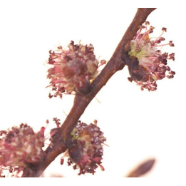 Etiquettes Elm - Planche de 15 Mes Fleurs de BACH 1 - mesfleursdebach.com 