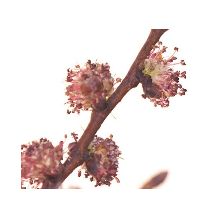 Etiquettes Elm - Planche de 15 Mes Fleurs de BACH 1 - mesfleursdebach.com 