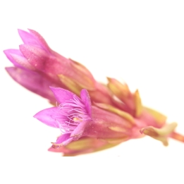 Etiquettes Gentian - Planche de 15 Mes Fleurs de BACH 1 - mesfleursdebach.com 