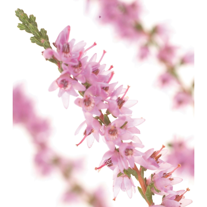 Etiquettes Heather - Planche de 15 Mes Fleurs de BACH 1 - mesfleursdebach.com 