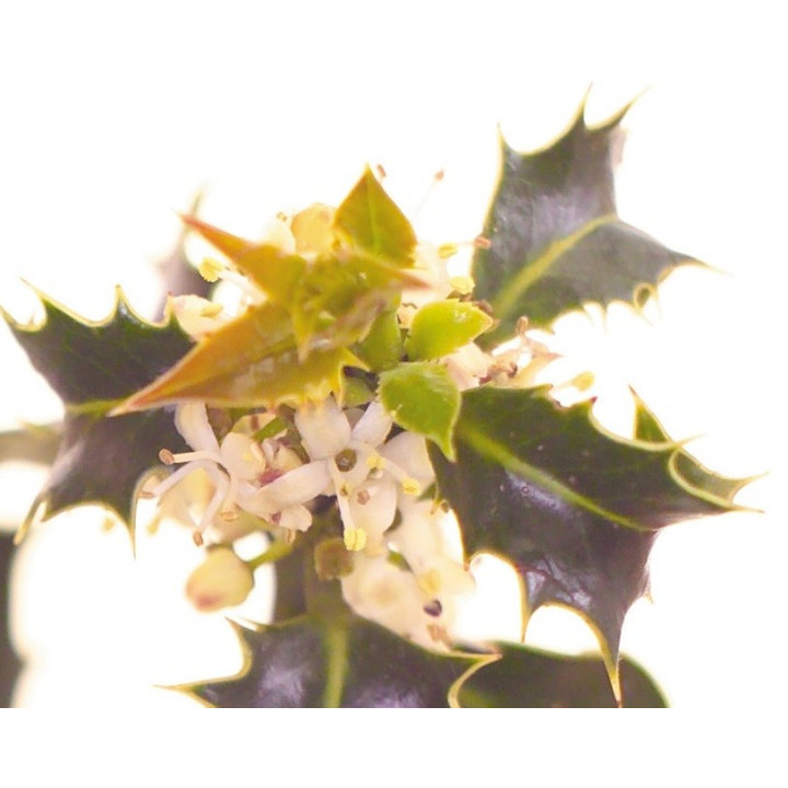 Etiquettes Holly - Planche de 15 Mes Fleurs de BACH 1 - mesfleursdebach.com 