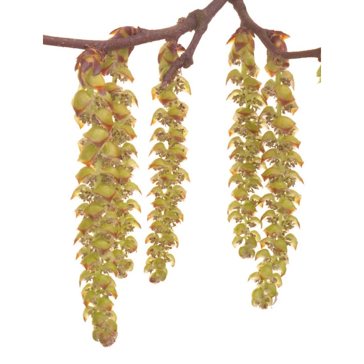Etiquettes Hornbeam - Planche de 15 Mes Fleurs de BACH 1 - mesfleursdebach.com 