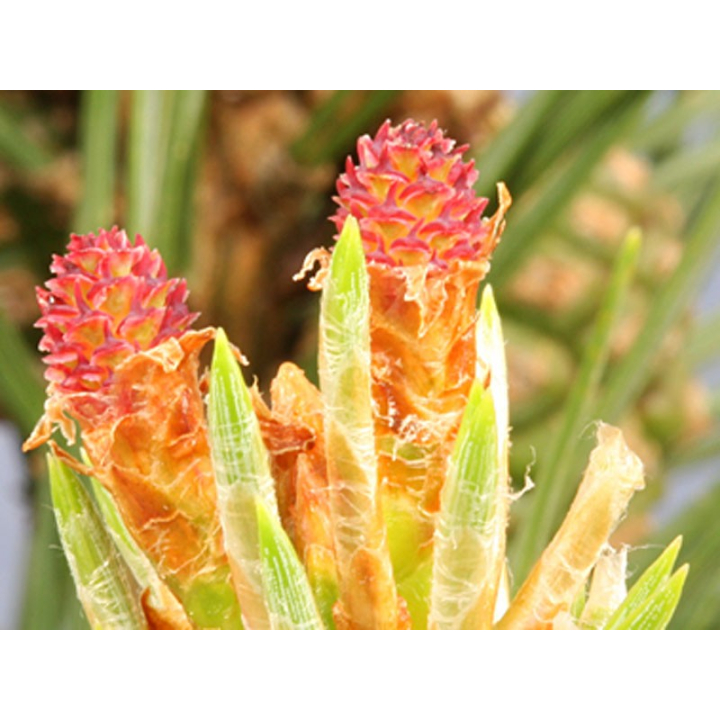 Pine Healing Herbs 10 ml (Pin Sylvestre) Healing Herbs 2 - mesfleursdebach.com 