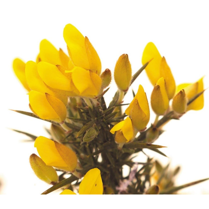 Etiquettes Gorse - Planche de 15 Mes Fleurs de BACH 1 - mesfleursdebach.com 