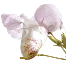 Etiquettes Impatiens - Planche de 15 Mes Fleurs de BACH 1 - mesfleursdebach.com 
