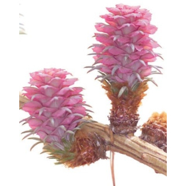 Etiquettes Larch - Planche de 15 Mes Fleurs de BACH 1 - mesfleursdebach.com 