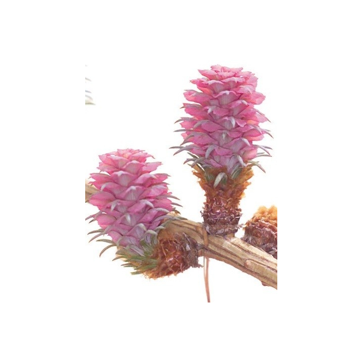 Etiquettes Larch - Planche de 15 Mes Fleurs de BACH 1 - mesfleursdebach.com 