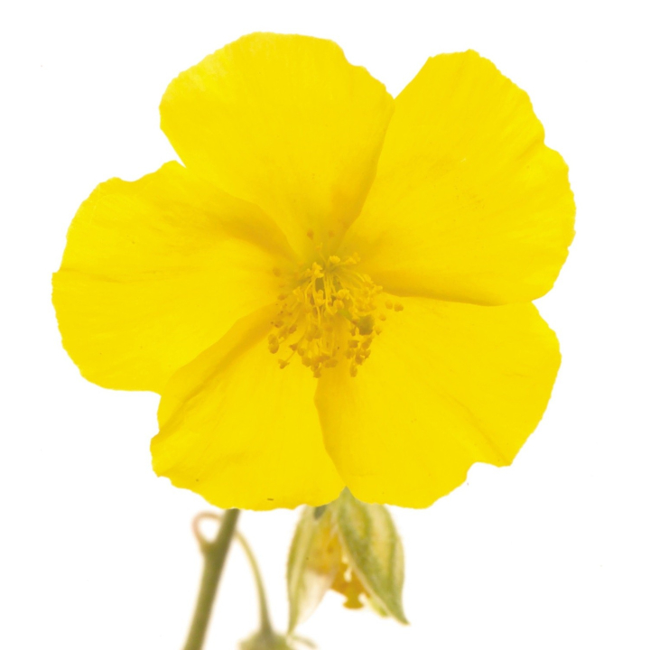 Etiquettes Rock Rose - Planche de 15 Mes Fleurs de BACH 1 - mesfleursdebach.com 