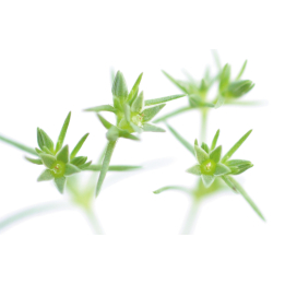 Etiquettes Scleranthus - Planche de 15 Mes Fleurs de BACH 1 - mesfleursdebach.com 