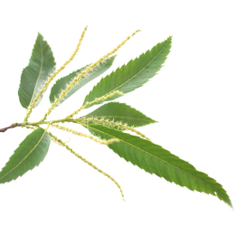 Etiquettes Sweet Chestnut - Planche de 15 Mes Fleurs de BACH 1 - mesfleursdebach.com 