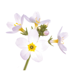 Etiquettes Water Violet - planche de 15 Mes Fleurs de BACH 1 - mesfleursdebach.com 