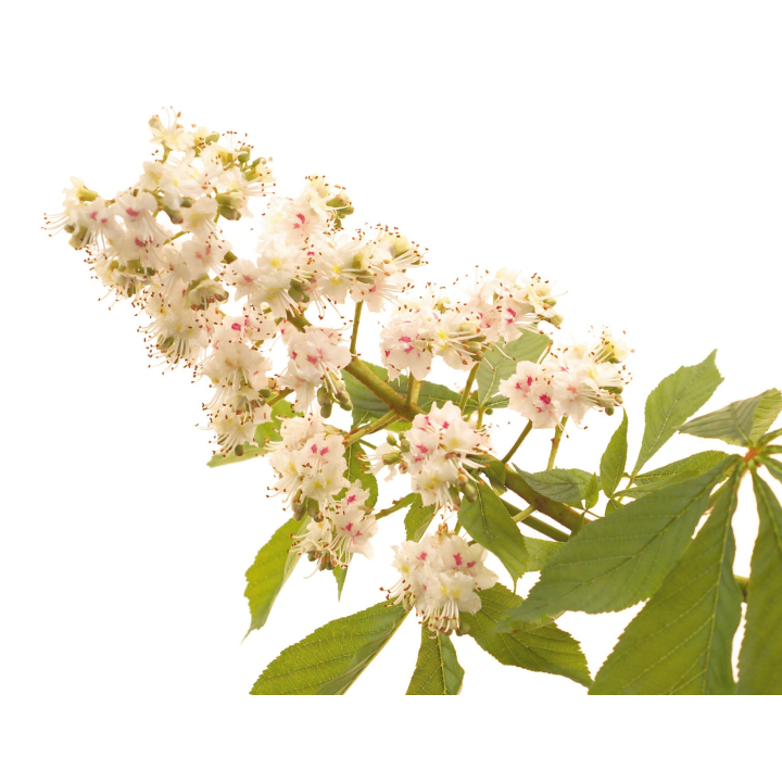 Etiquettes White Chestnut - planche de 15 Mes Fleurs de BACH 1 - mesfleursdebach.com 