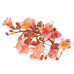 Etiquettes Red Chestnut - Planche de 15 Mes Fleurs de BACH 1 - mesfleursdebach.com 