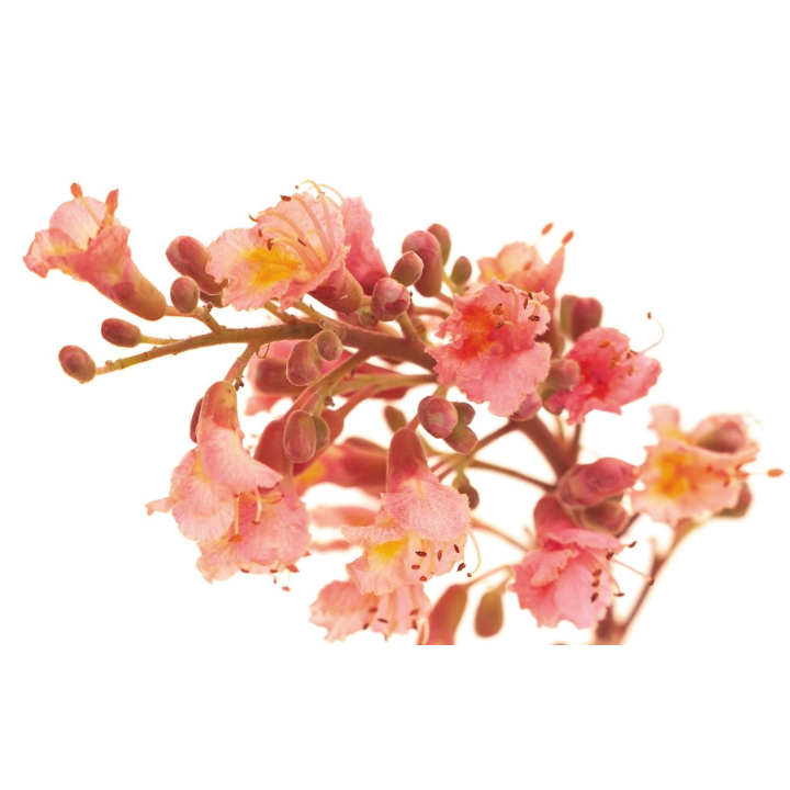 Etiquettes Red Chestnut - Planche de 15 Mes Fleurs de BACH 1 - mesfleursdebach.com 