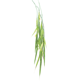 Etiquettes Wild Oat - planche de 15 Mes Fleurs de BACH 1 - mesfleursdebach.com 