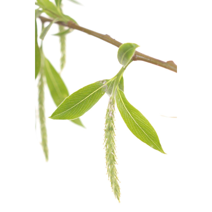 Etiquettes Willow - planche de 15 Mes Fleurs de BACH 1 - mesfleursdebach.com 
