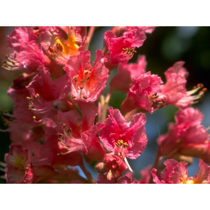 Red Chestnut Healing Herbs 10 ml (Marronnier Rouge) Healing Herbs 2 - mesfleursdebach.com 