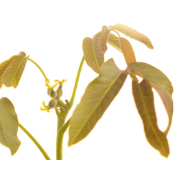 Etiquettes Walnut - Planche de 15 Mes Fleurs de BACH 1 - mesfleursdebach.com 