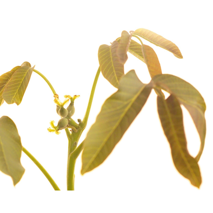 Etiquettes Walnut - Planche de 15 Mes Fleurs de BACH 1 - mesfleursdebach.com 