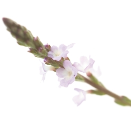 Etiquettes Vervain - Planche de 15 Mes Fleurs de BACH 1 - mesfleursdebach.com 