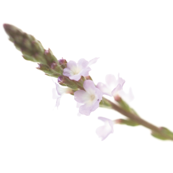 Etiquettes Vervain - Planche de 15 Mes Fleurs de BACH 1 - mesfleursdebach.com 