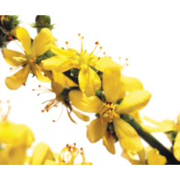 Etiquettes Agrimony - Planche de 15 Mes Fleurs de BACH 1 - mesfleursdebach.com 