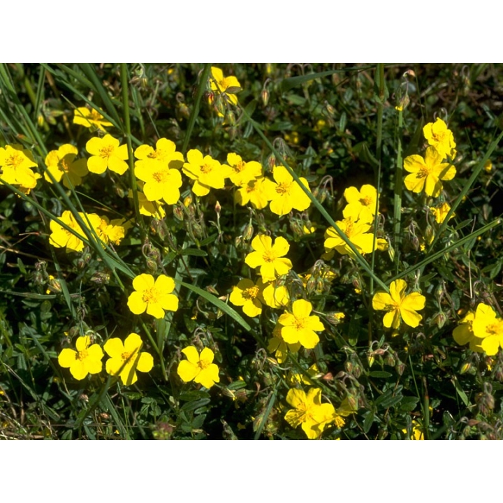 Rock Rose Healing Herbs 10 ml (Hélianthème) Healing Herbs 2 - mesfleursdebach.com 