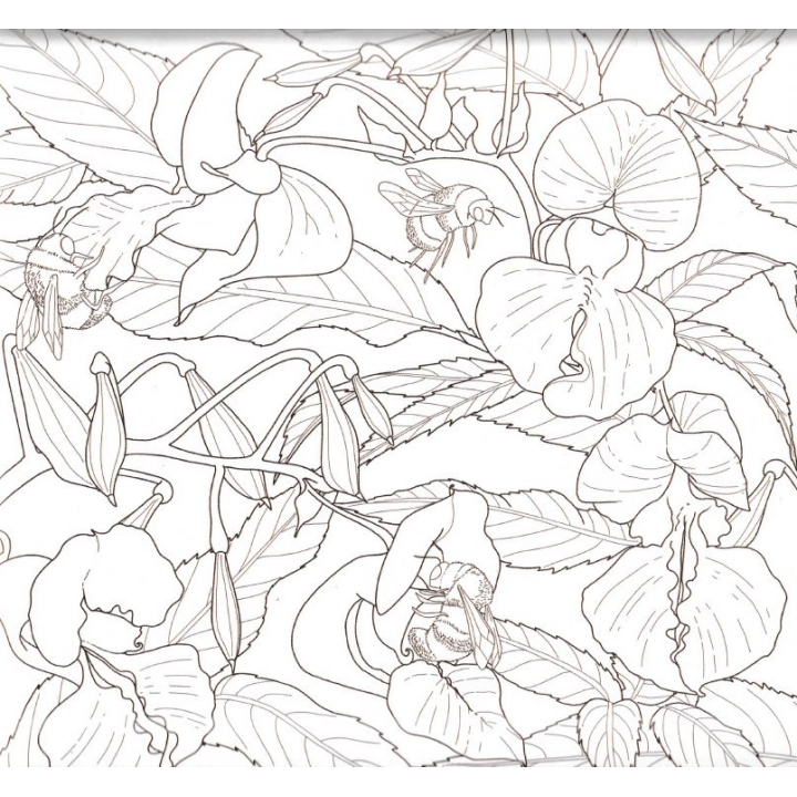 Art-Thérapie et Fleurs de Bach - 38 fleurs à colorier - Lucilla Satanassi Mes Fleurs de BACH 6 - mesfleursdebach.com 